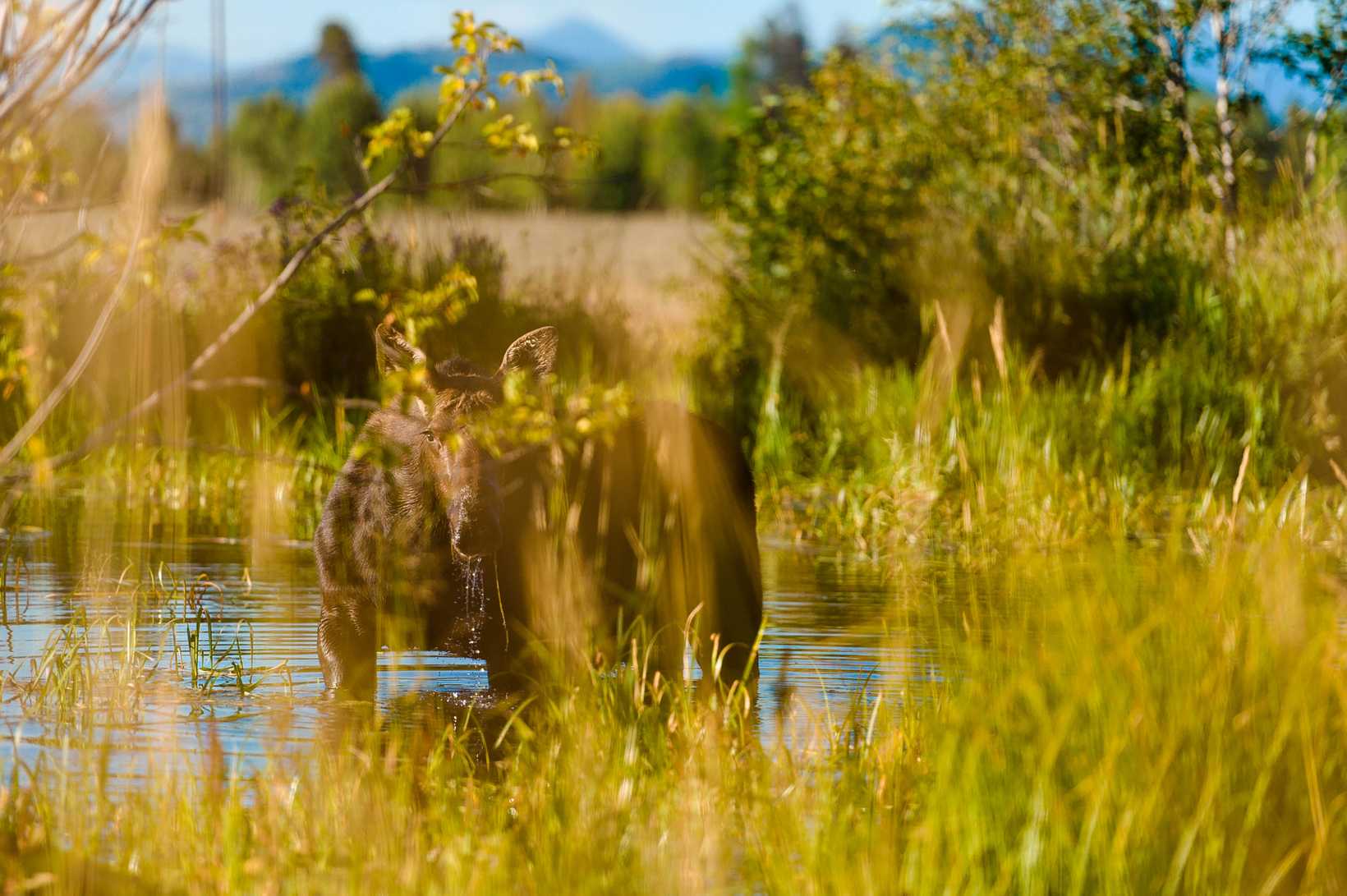 Tetons-0663